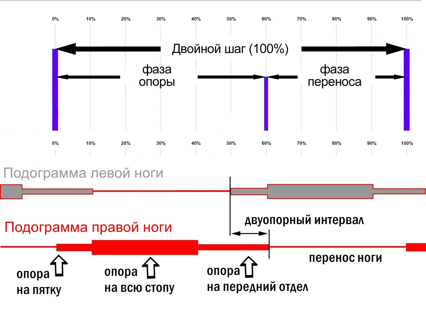 Как выбрать лыжные палки: материалы, конек и классика, таблица | Trainingru | Дзен