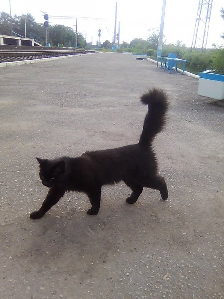 Ст.Суходрев. Кот вокзальный.